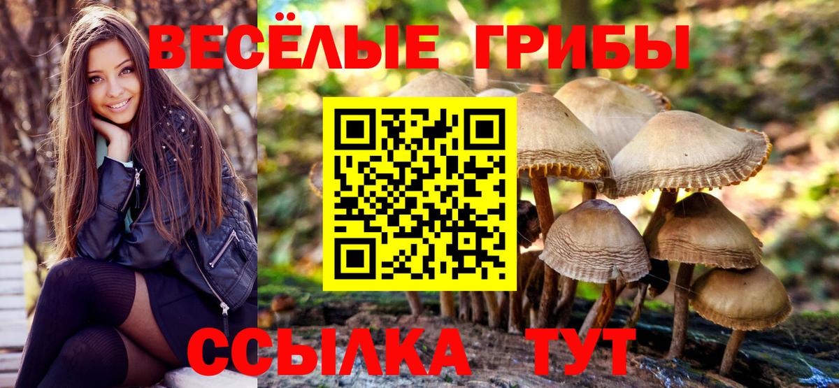 Галлюциногенные грибы Psilocybe Строитель